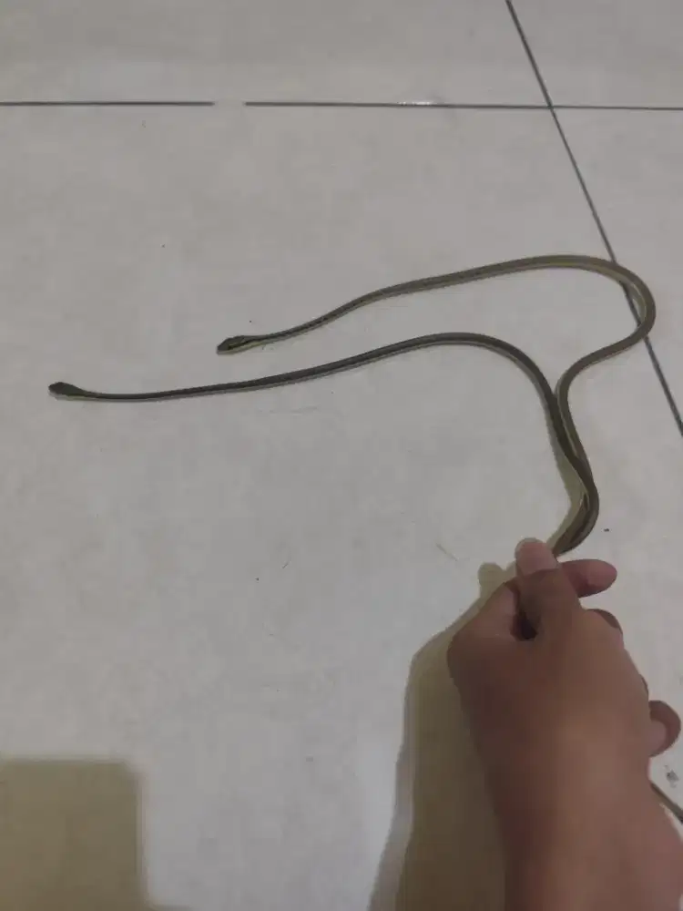 Dendrelaphis Pictus (Tali Picis)