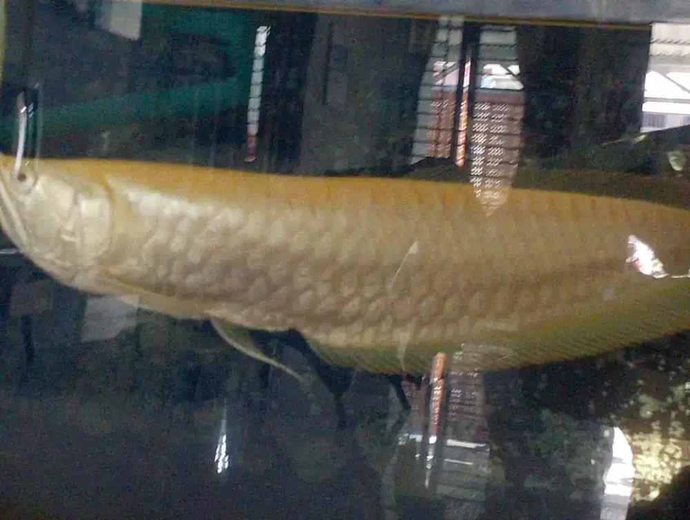 Jual ikan arwana albino brazil