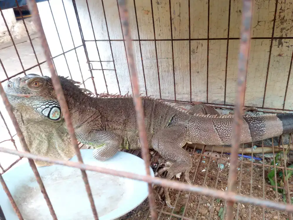 Iguana betina +-:130cm