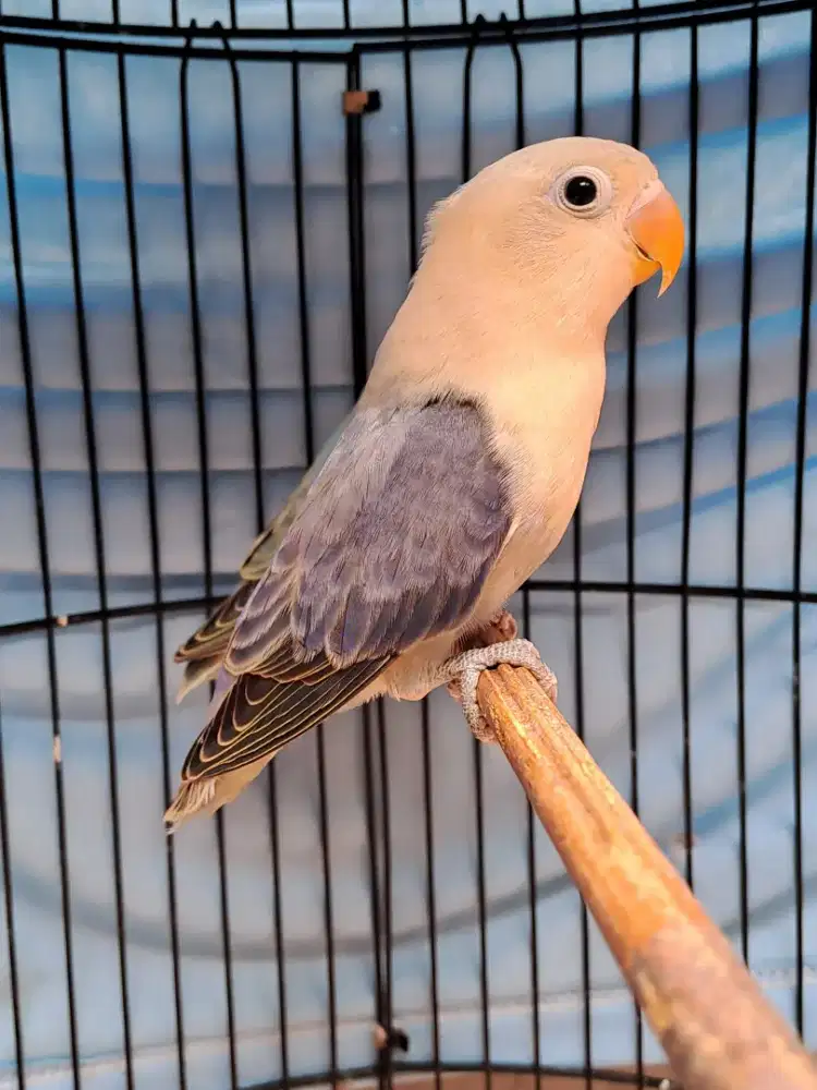 Lovebird Paud Biola Aqua Blue2 Violet//Ino