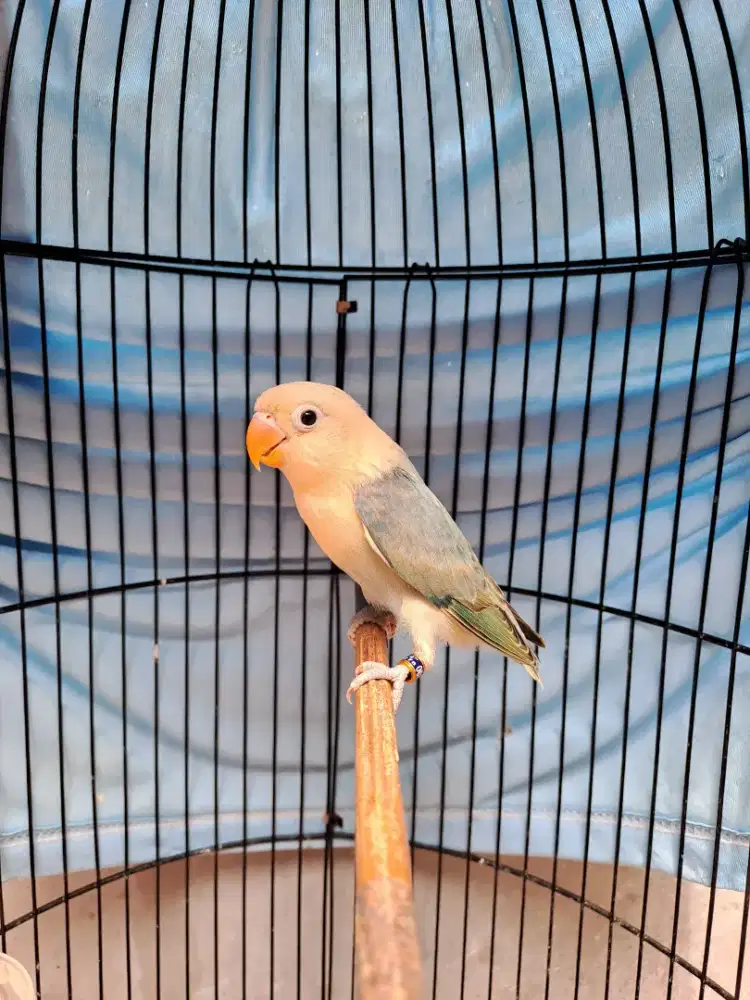 Lovebird Paud Biola Aqua Blue2//Ino