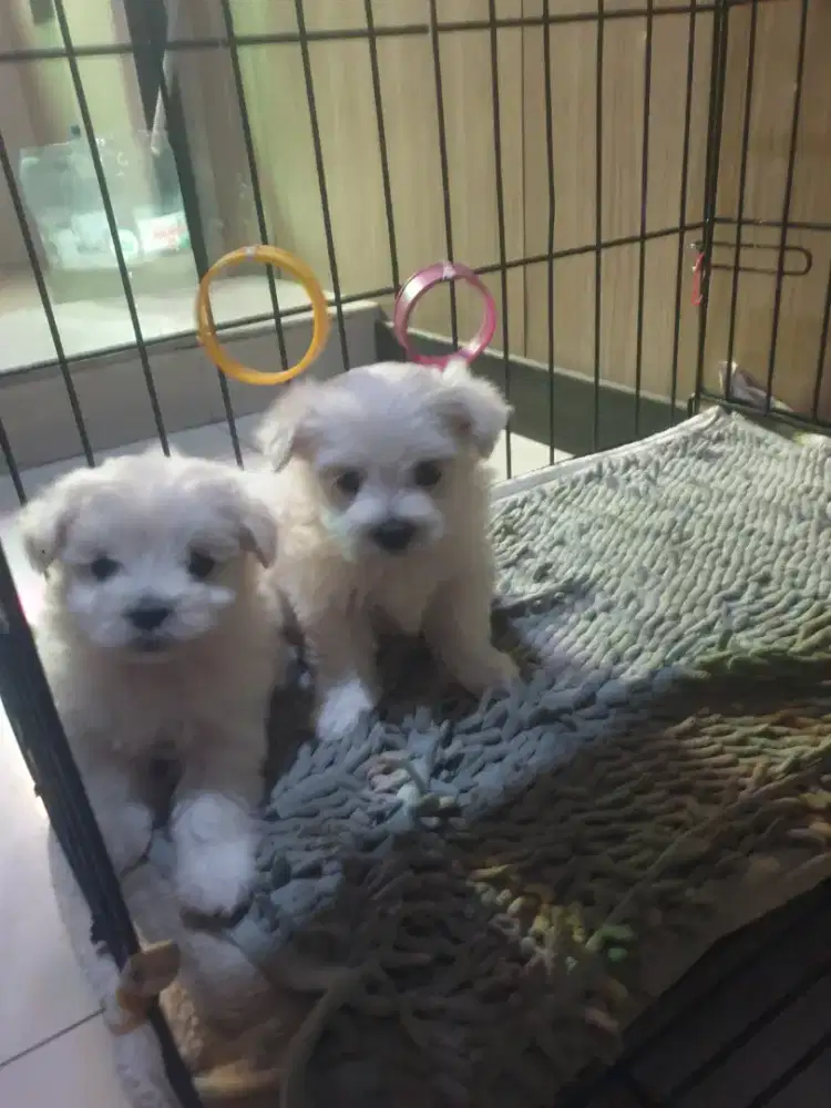 Maltese 2 betina mini non pom.poddle .shitzu