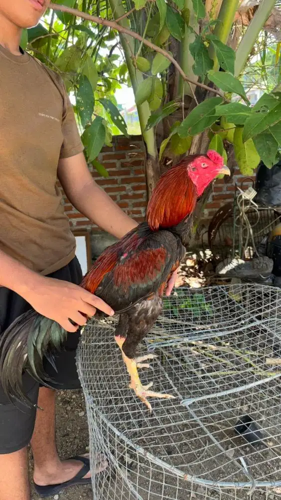 ayam bangkok x pakhoy