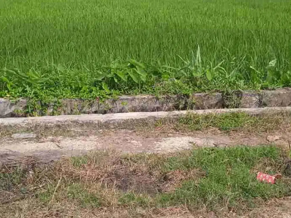 Jual Murah Tanah sawah di Timbulharjo Sewon Bantul Yogyakarta