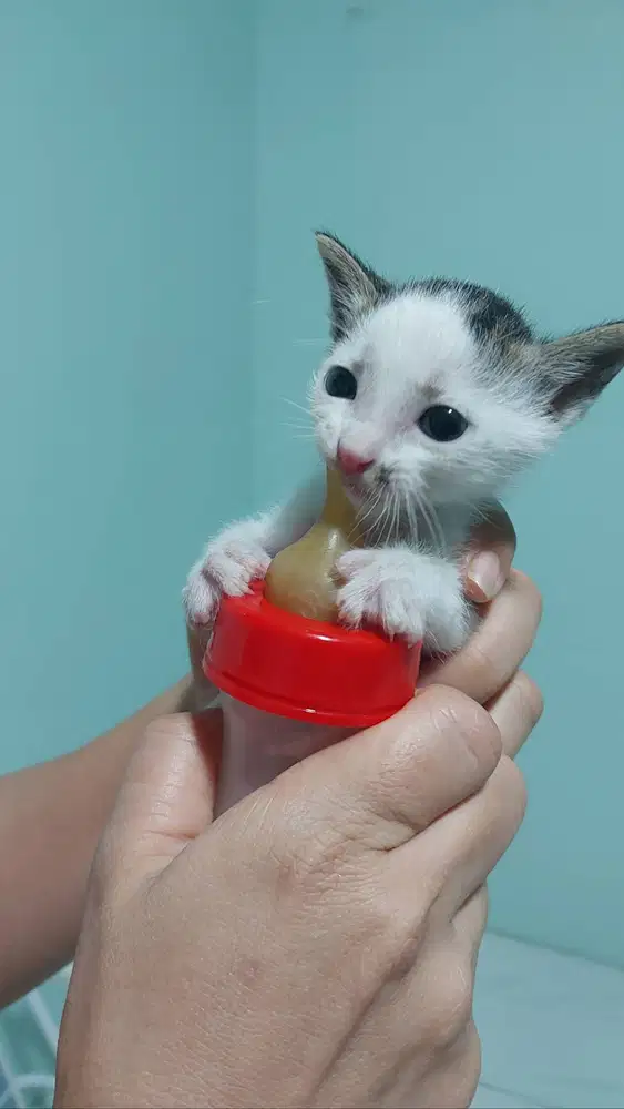 Pengurus kucing