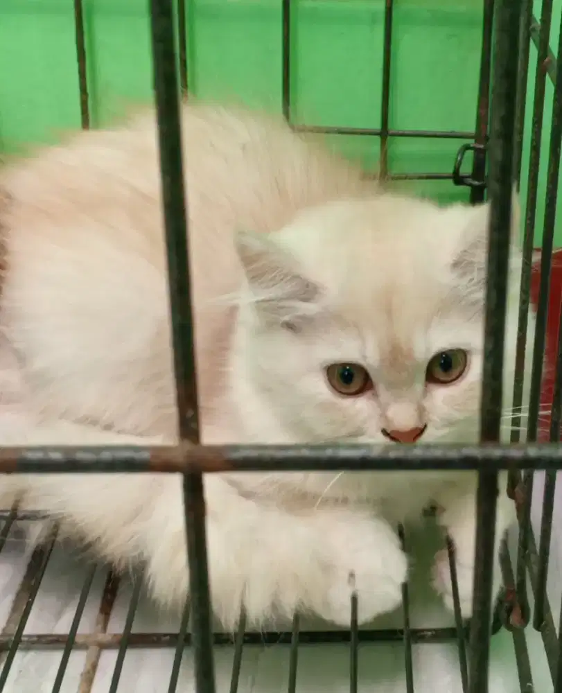 Dijual Cepat Anak Kucing Persia Perekor