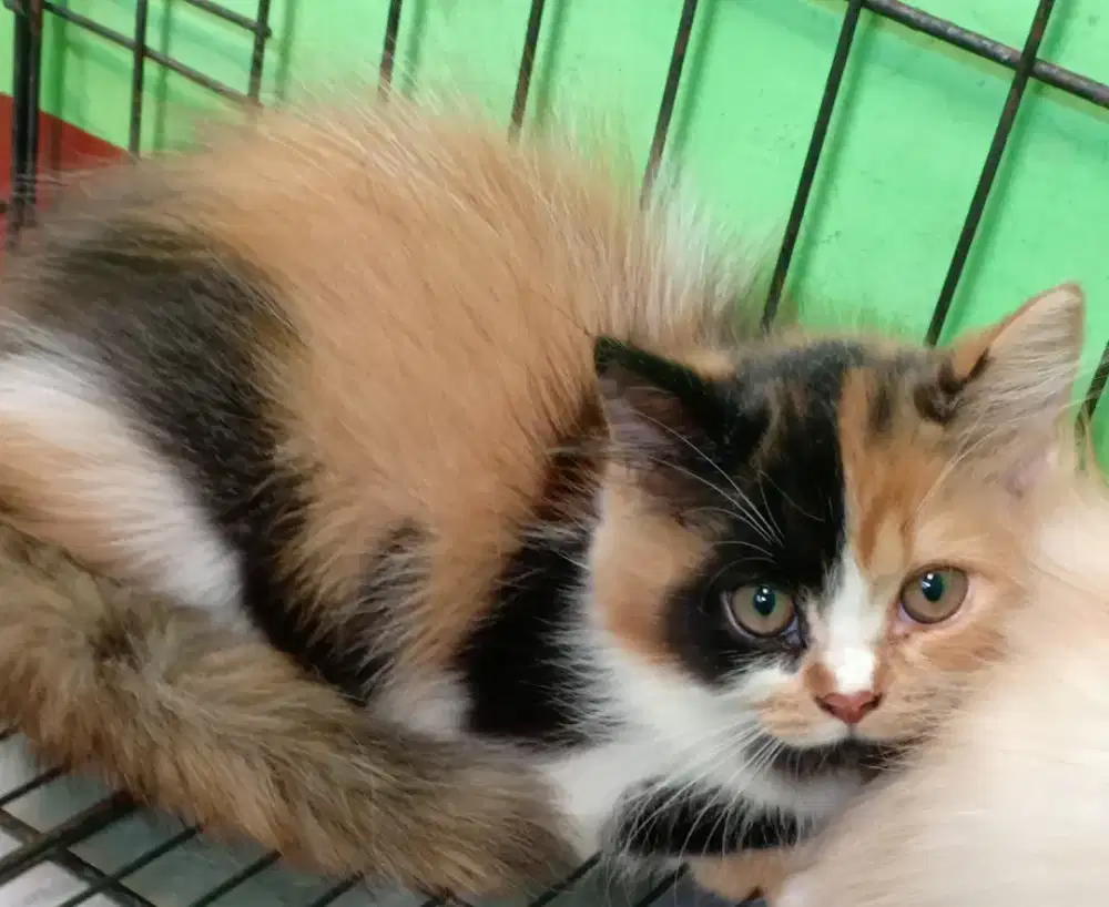 Dijual Cepat Anak Kucing Persia