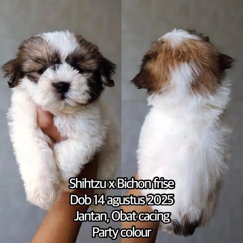 Shihtzu mix Bichon Frise Murah (Jantan)