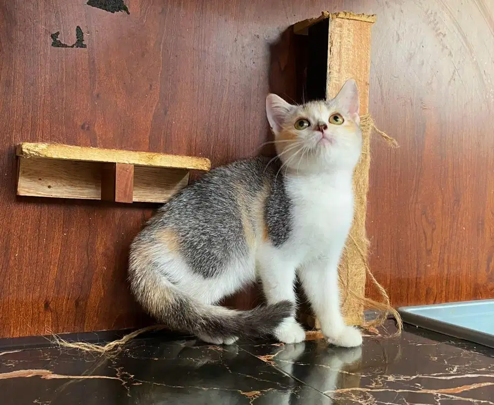 Kucing munchkin bsh Ns betina