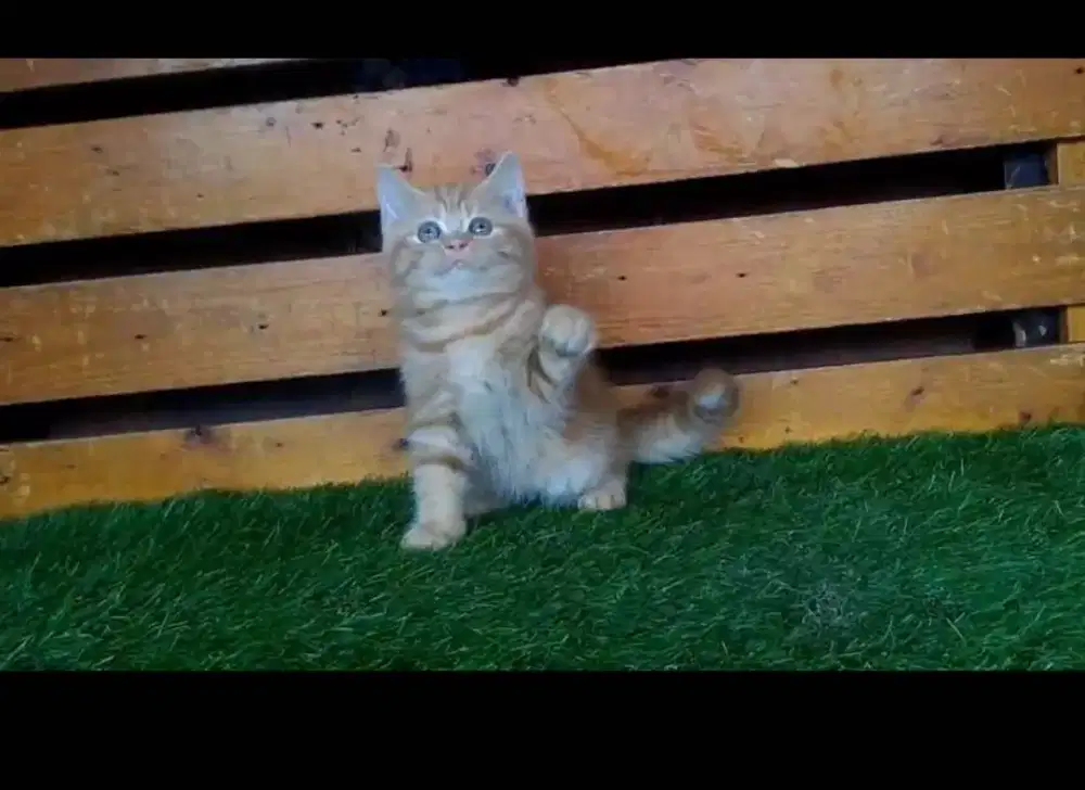 BSH pure jantan 2 bulan