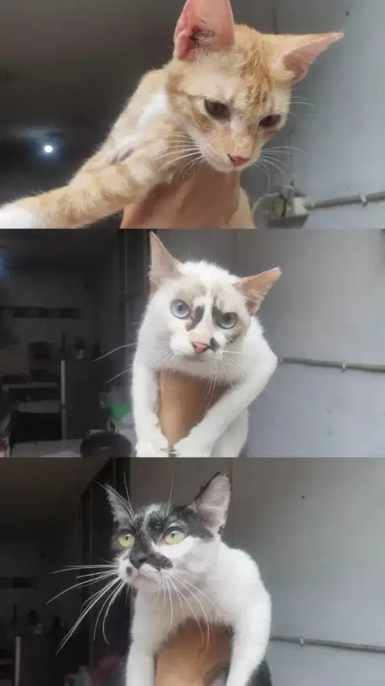 Kucing Mixdom FREE ADOPT