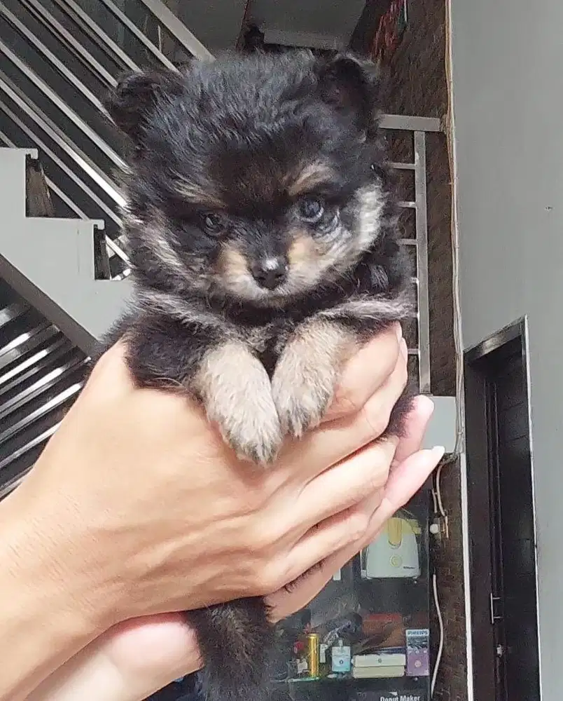Puppies Super Minipom Black Tan