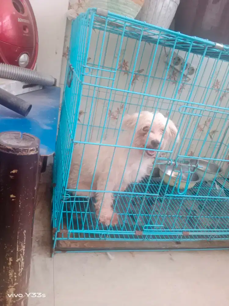 Anjing maltipo putih