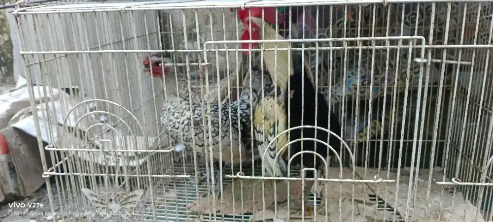 Jual Ayam Hias Sepasang