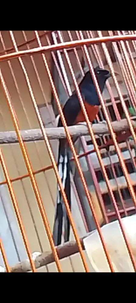Muray batu balak 8 prospek gantang