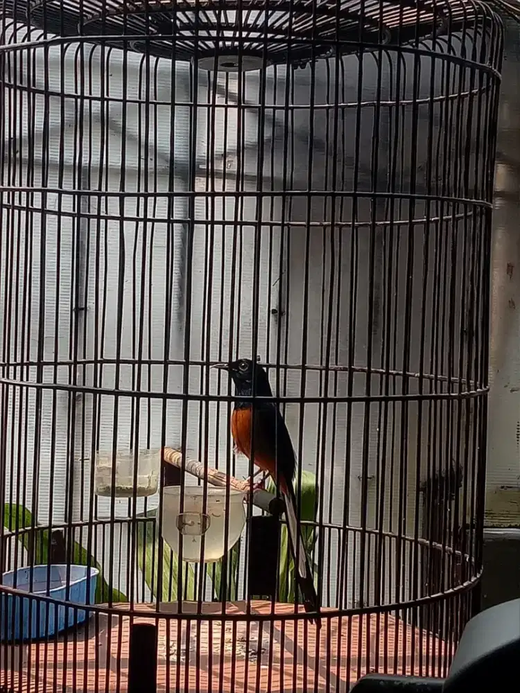 Burung murai medan