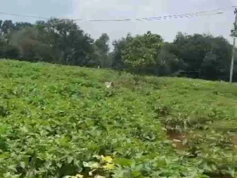 di jual murah tanah kebun di Cikalongkulon cianjur
