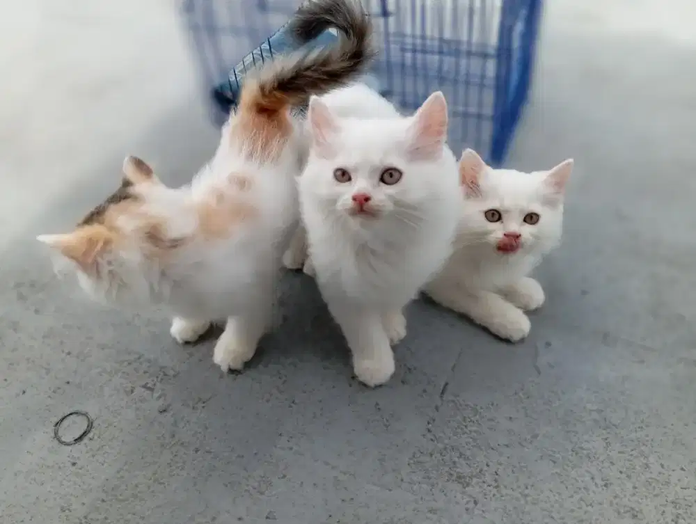 Over adopt kitten persia anggora bulu lebat gembul