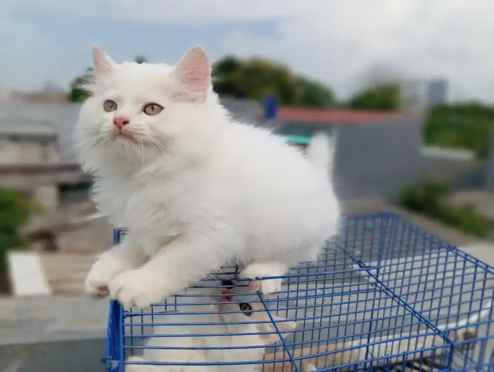 Over adopt kitten persia anggora bulu lebat gembul