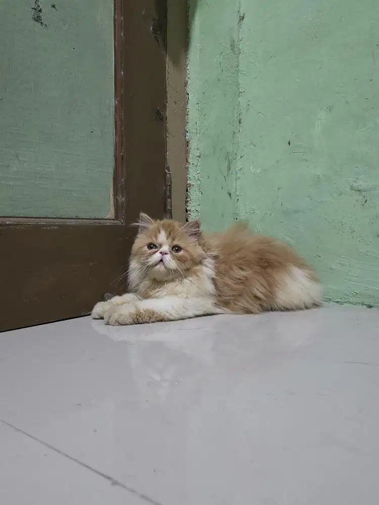 KITTEN FLATNOSE USIA 3 BULAN JANTAN GIMBUL