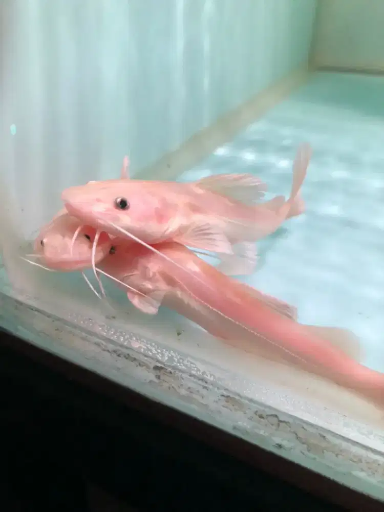 Ikan RTC phantom