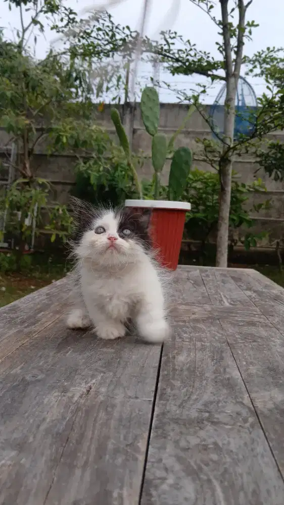 Munchkin (anakan Persia peaknose x munchkin kinkalow)