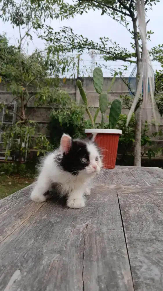 Munchkin NS (anakan persia peaknose x munchkin kinkalow)