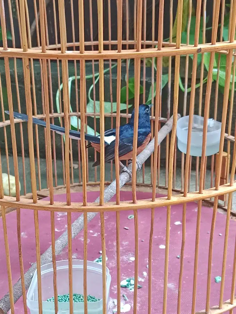 Murai batu pastol ( 10bulan)