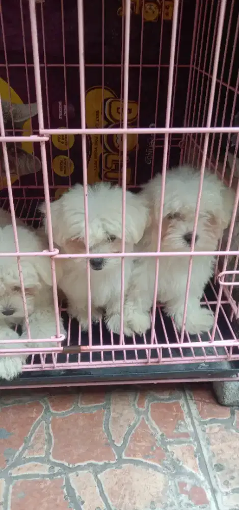 Anakan Maltese jantan dan betina 2bln
