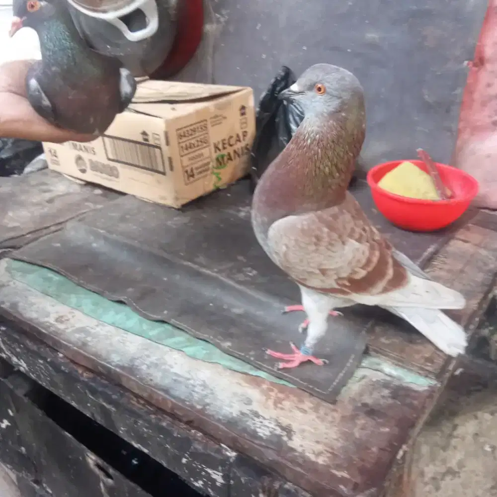 Merpati tinggian badan bulet pake ring pusat