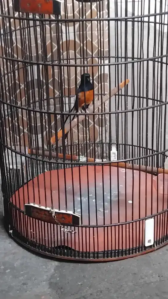 Burung muray fullset+krodong