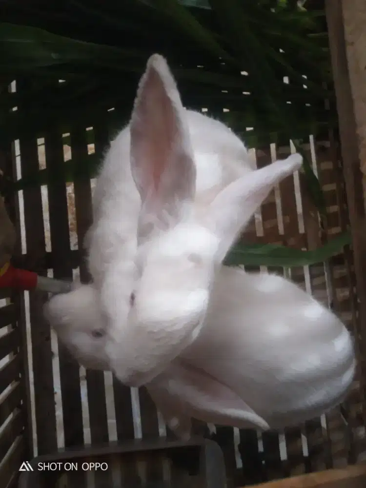 Di jual cepat KELINCI