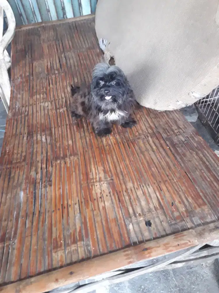 Anjing zitsue no stb btn 1thn