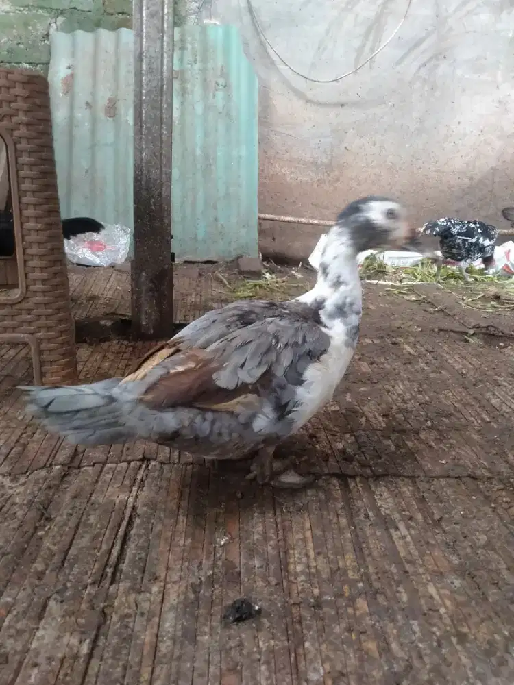 Indukan betina rambon blaster