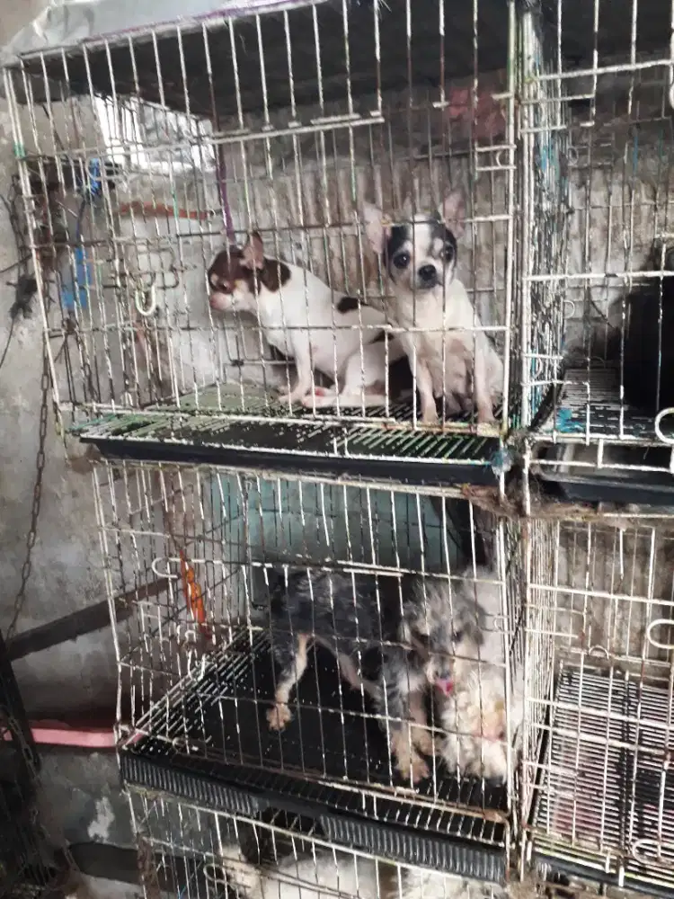 Anjing cihuahua jtn 1thn ½ no stb