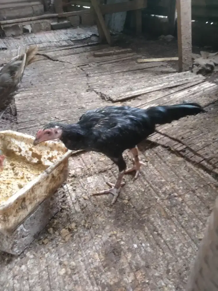 Anakan ayam Bangkok aseli