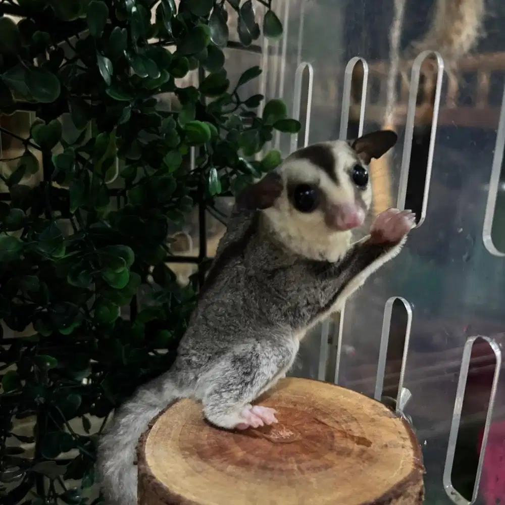 ✨ Joey Sugar Glider White Face Jantan – Ternak Rumahan Jinak & Sehat ✨