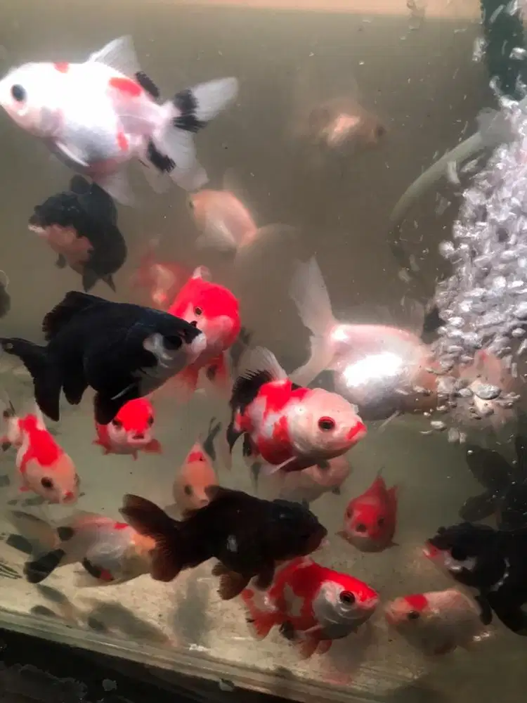 Mas Koki Panda dan 3 color