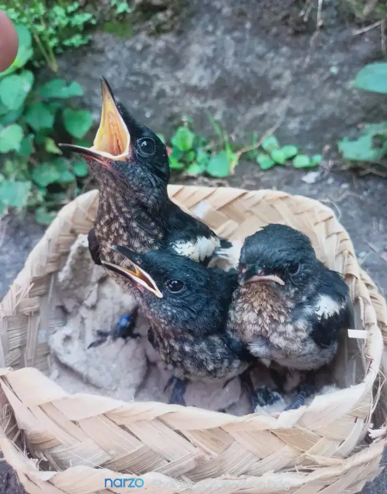 Anakan kacer dada putih