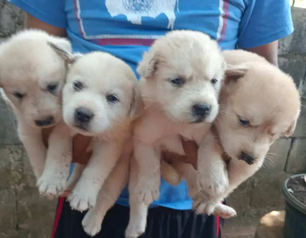 Husky mix golden