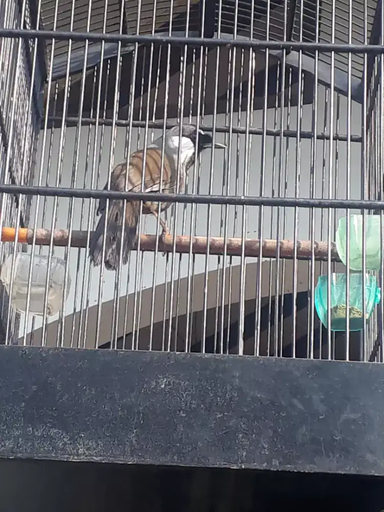 Di Jual Burung Poksai Hongkong