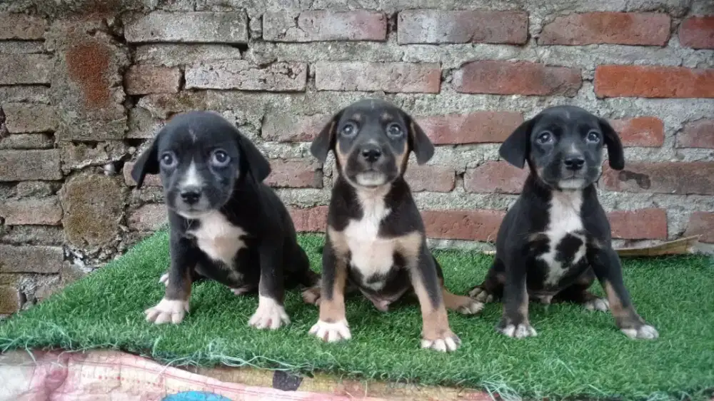Beagle mix Tengger