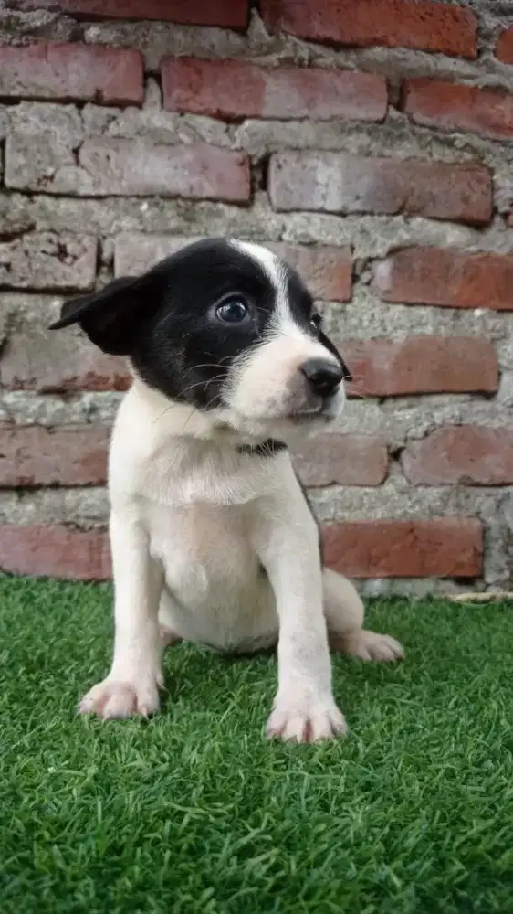 Beagle mix Tengger