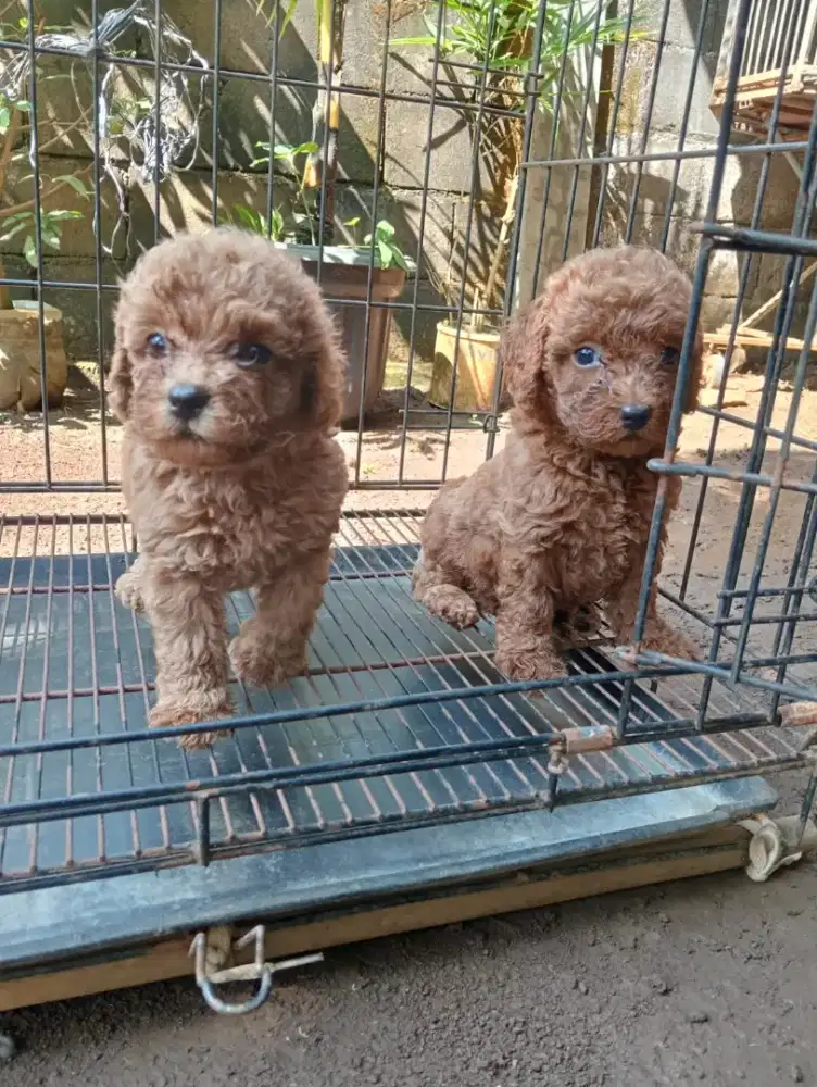 Poodle RTP Puppies