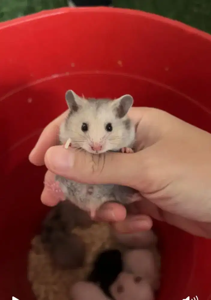 Di Jual Hamster Syrian