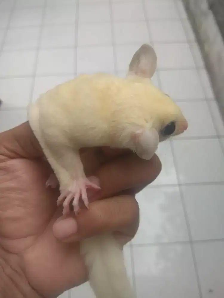 sugar glider leucistic betina