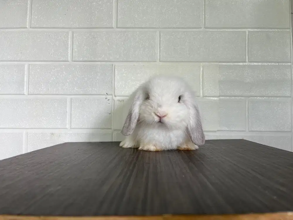 Kelinci HL Holland Loop Holland Lop
