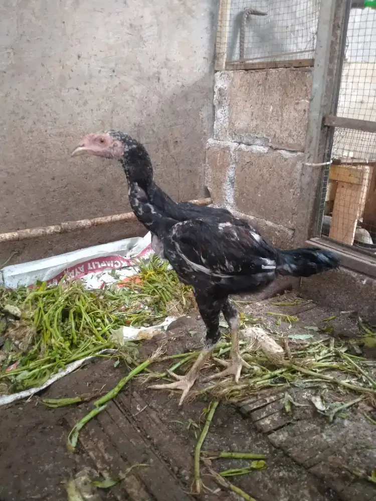 Ayam Bangkok jawara