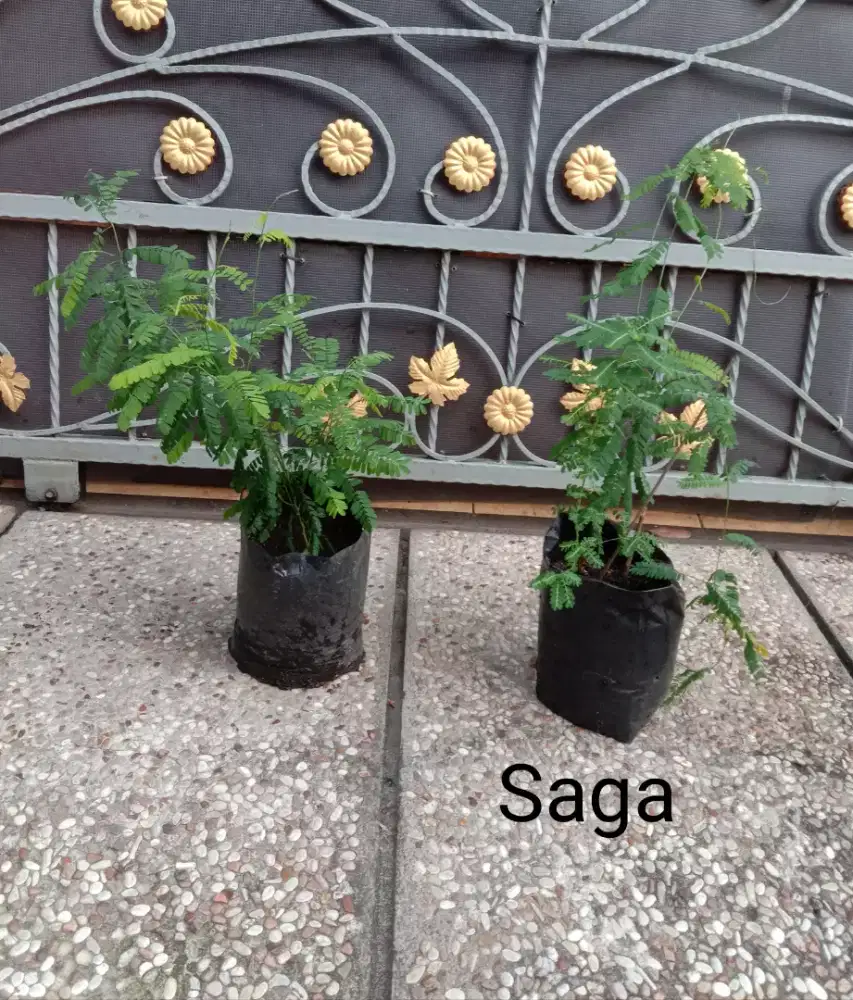 Bibit Tanaman Herbal Daun Saga