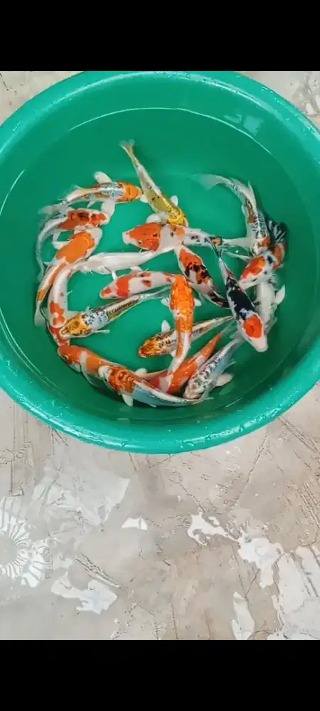 Koi mix size 15-16 cm